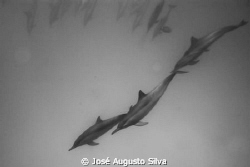 BW dolphins taken using D700 Nikon camera in aquatica hou... by José Augusto Silva 